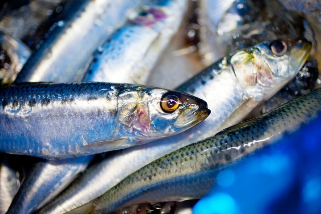 青魚とはどんな魚 種類を一覧表で紹介 特徴や栄養 白身魚との違い 田楽ブログ